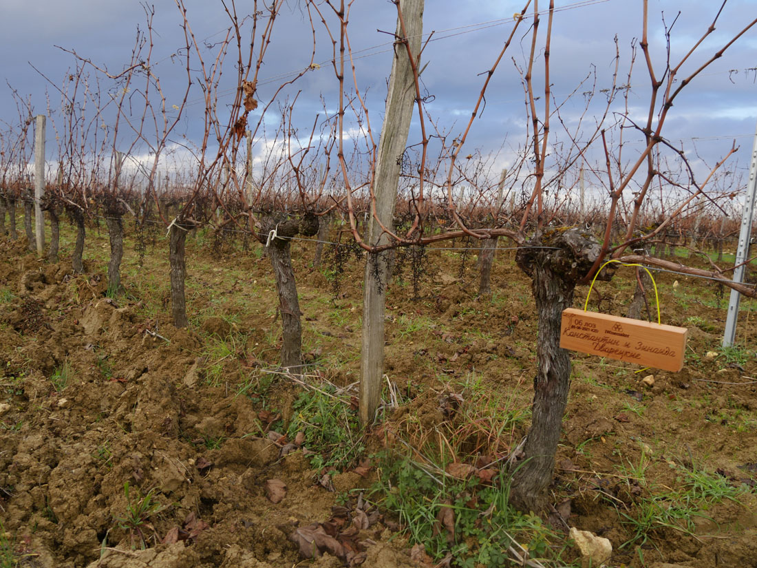 Виноградник на урожай